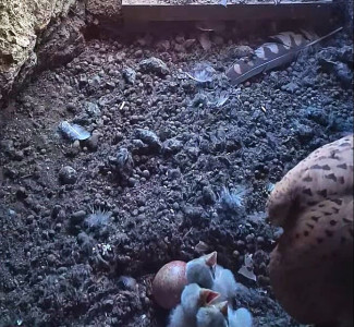 Das turmfalkenweibchen füttert seine frühsc geschlüpften Küken
